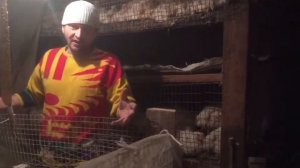 43 дня Бройлерам взвешивание, забой, перосъёмная машинка!!!43 days to Broilers weighing, slaughter,