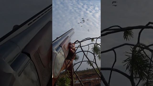 3 гуся с одного выстрела \ goose hunting смотреть онлайн