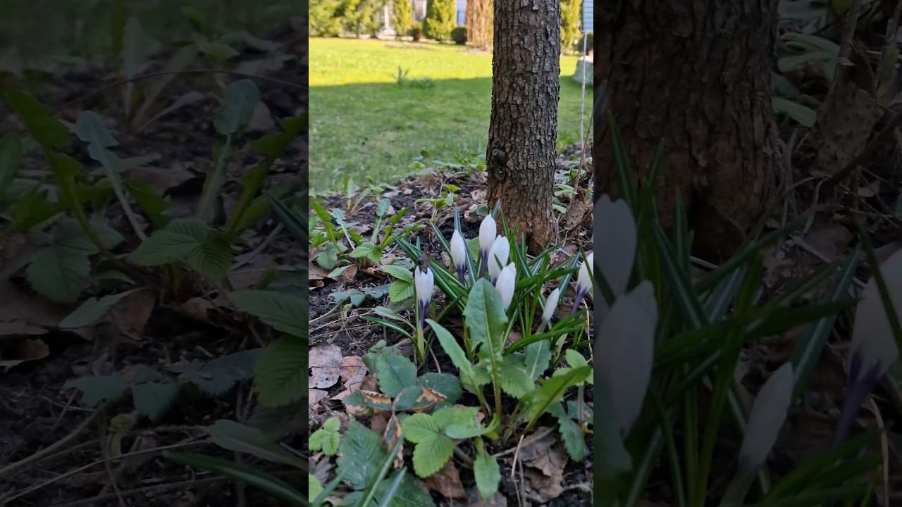 Никого мачеха в лес не посылает?Знаю где растут#жизньвовремяпутешествий #петергоф2024 смотреть онлайн