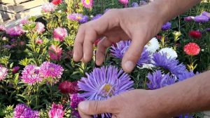 КАК С АСТРЫ СОБРАТЬ СЕМЕНА ЛЕГКИЙ СПОСОБ сбора семян. астра выращивание астры видео