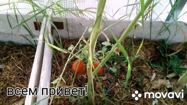 20/Собираю помидоры/любимые сорта томатов/коты в нерване/ закат. смотреть онлайн