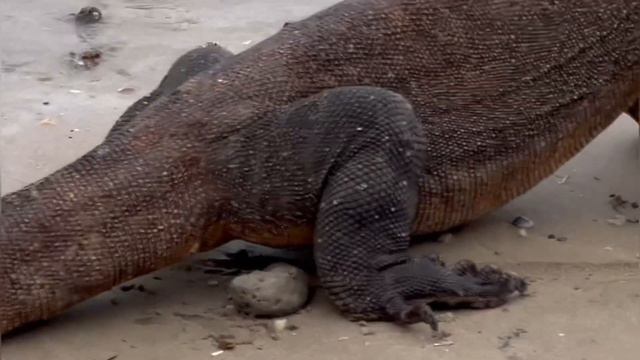 komodo vs king cobra reaction moments #komodo #amazing #komodonationalpark #animals смотреть онлайн