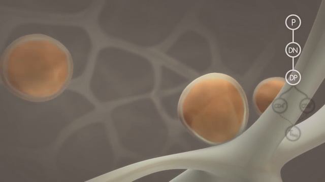 T cell development in the thymus смотреть онлайн