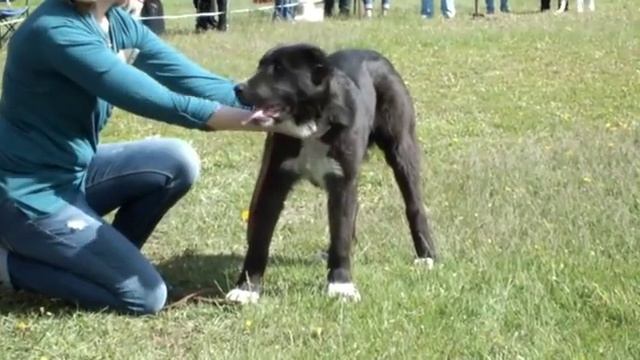 ЧИНГИЗХАН смотреть онлайн