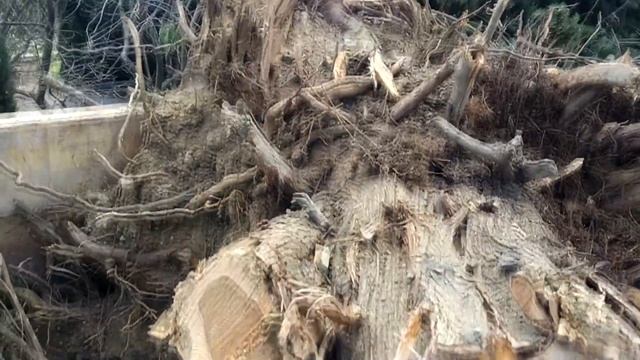 Варвары пилят 150 летние кипарисы. г.Алупка. смотреть онлайн