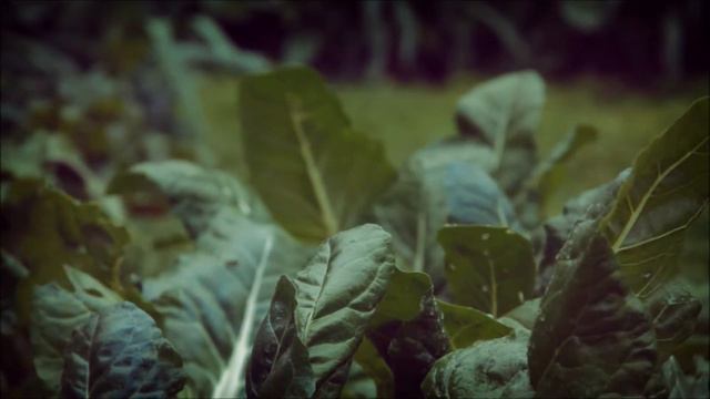 Desde el Jardín смотреть онлайн