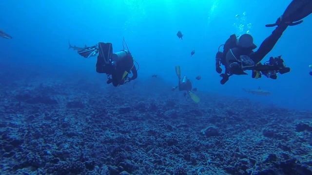 GoPro Hero 3- Underwater Footage - Scuba - Sharks Trail our Dive Group- 1080p HD смотреть онлайн