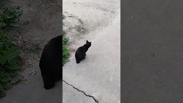 Котик с маленьким хвостом! смотреть онлайн