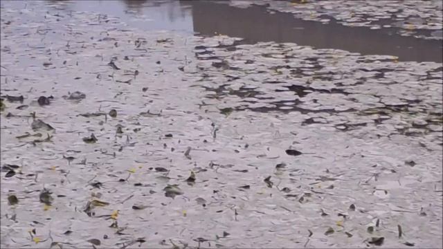 Дудергофский канал Санкт-Петербург Duderhof Channel   Fateeva Life