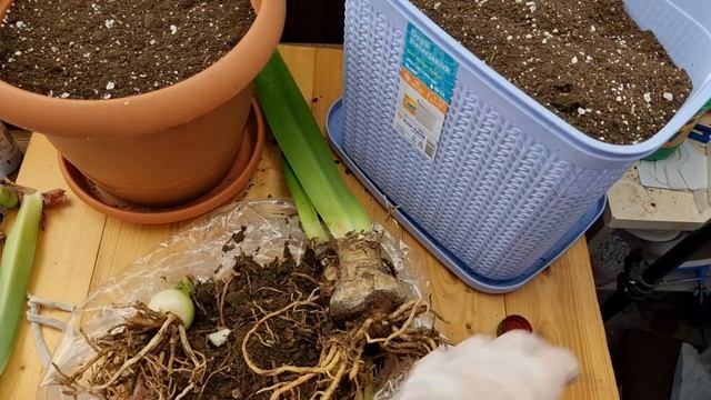 treating local hybrid hippeastrum смотреть онлайн