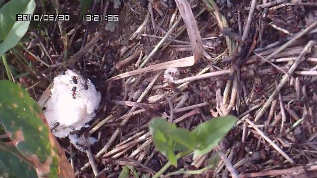 Муравейник, подкормили хлебом муравьев.