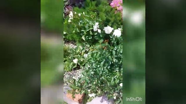 Почвопокровные розы для северо-запада. смотреть онлайн