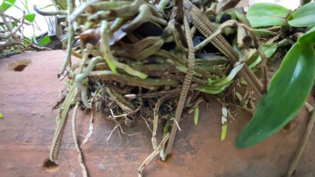 🟥Como estão as orquídeas replantadas recentemente e um ALERTA ‼️ смотреть онлайн