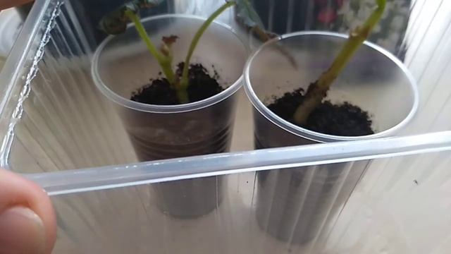 Посев семян Бегонии Вечноцветущей. смотреть онлайн