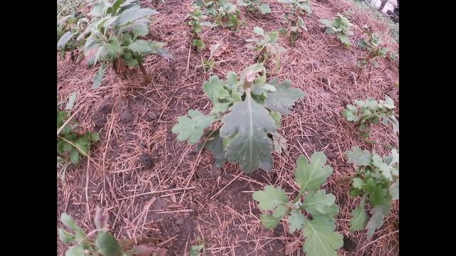 КАК СОХРАНИТЬ ХРИЗАНТЕМУ ЗИМОЙ? смотреть онлайн