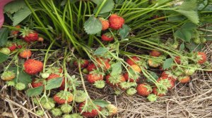 БОМБИЧЕСКИЙ РЕМОНТАНТНЫЙ  СОРТ ЗЕМЛЯНИКА ЕЛИЗАВЕТА-2 . ОТЗЫВ О ЗЕМЛЯНИКЕ ЕЛИЗАВЕТА-2