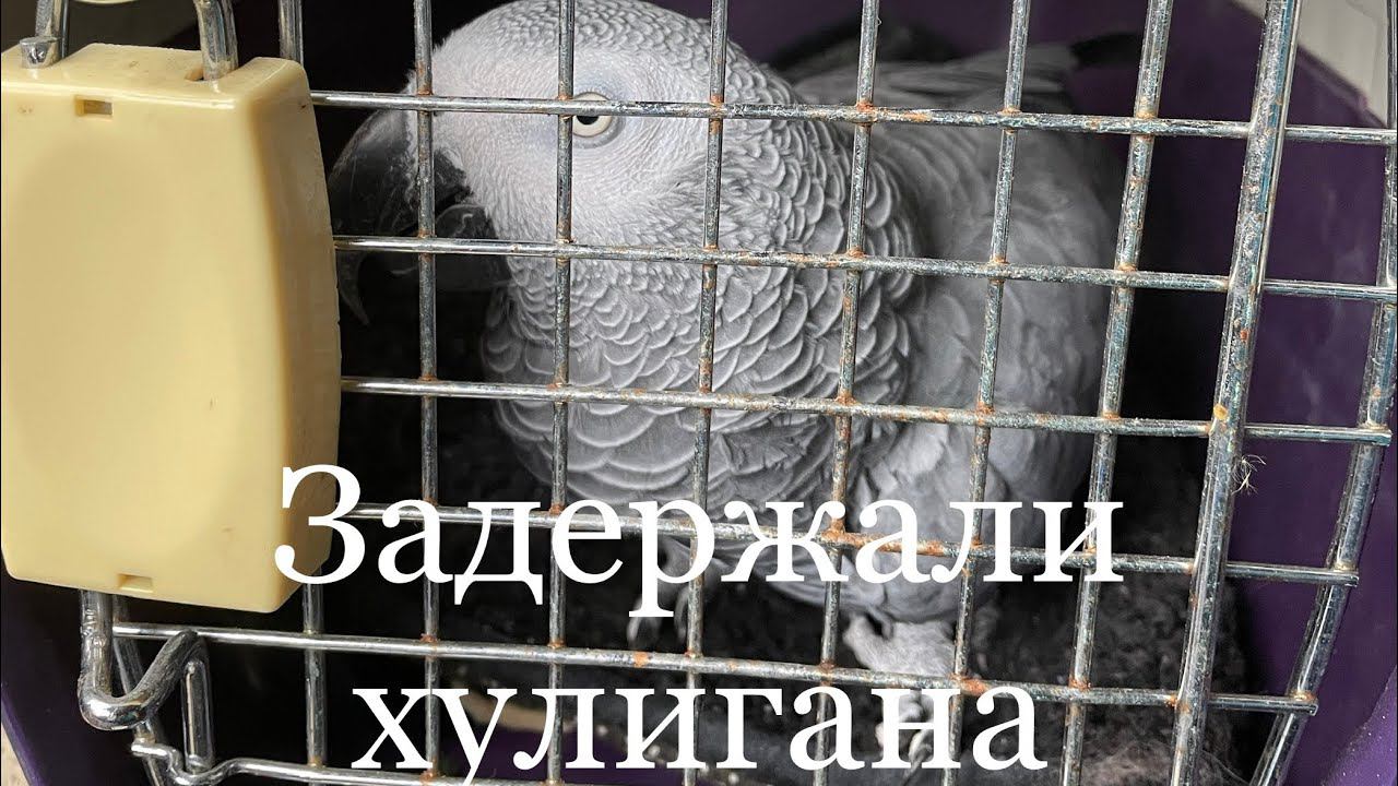 Переезд с дачи и замена резины на Suzuki смотреть онлайн