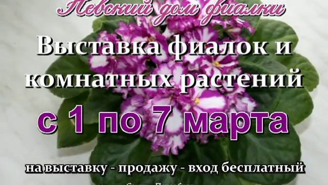 дом фиалки смотреть онлайн