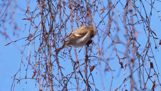 №3092 18.02.2023 Птицы в городе смотреть онлайн