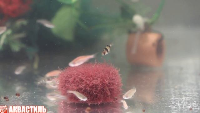 Кормление мальков трубочником смотреть онлайн