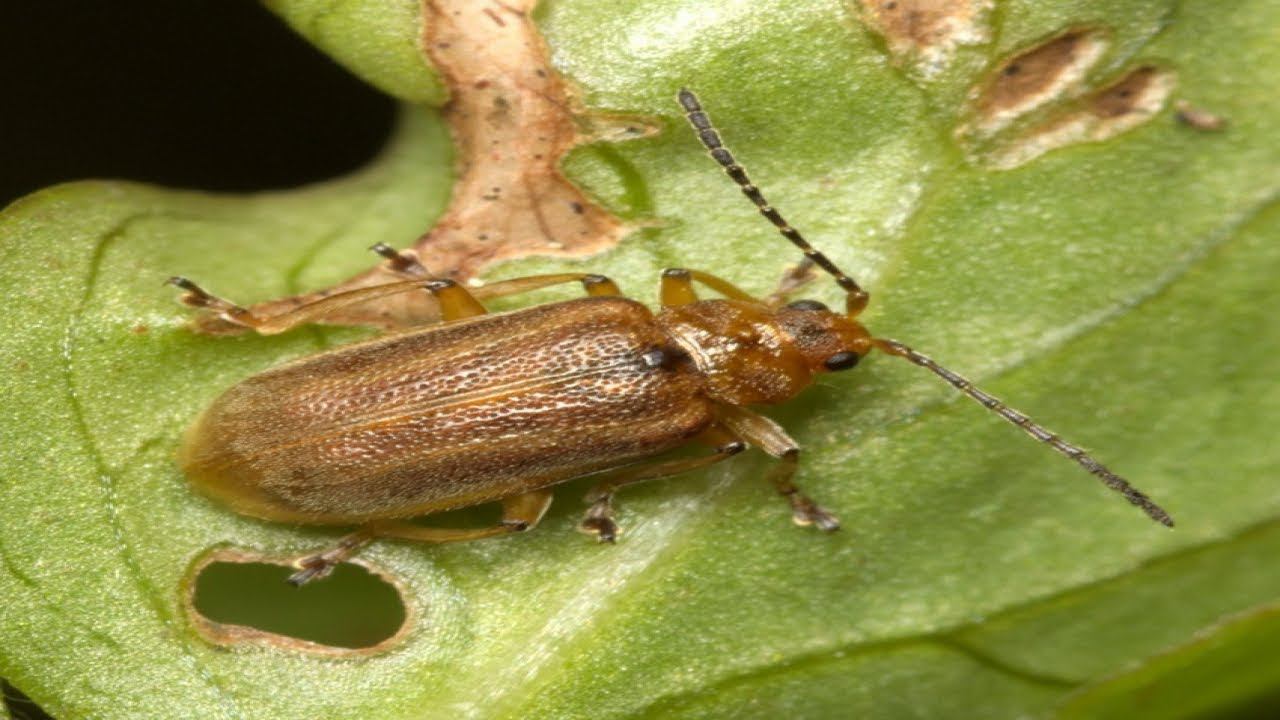 КТО ОСТАВЛЯЕТ МЕЛКИЕ ДЫРКИ НА ЛИСТЬЯХ КЛУБНИКИ . КЛУБНИЧНЫЙ ЛИСТОЕД КАК ВРЕДИТ . смотреть онлайн