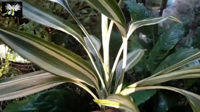DRACAENA BRAUNII O SANDERIANA, cuidados y cultivo, mi diario de Jardin. смотреть онлайн