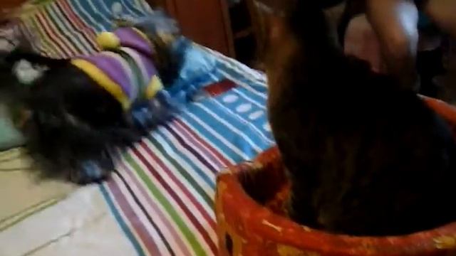 Кошка и собака дерутся смотреть онлайн