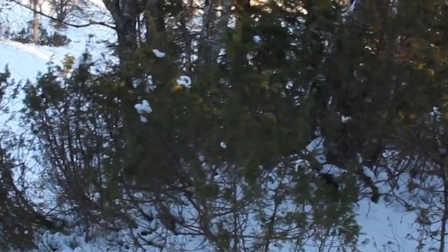 Kroonmäen Ila Jager Pys