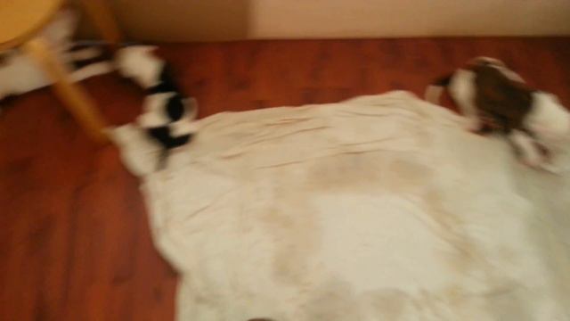 Щенки американского бульдога смотреть онлайн