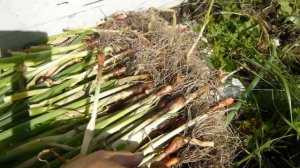 Как обновить старый лук батун в середине лета  и до заморозков употреблять свежий, зелёный лук бату