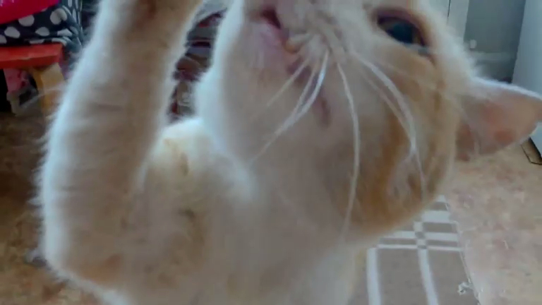 Кот знает команду 