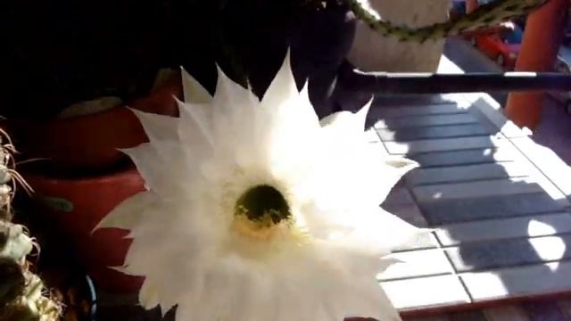 Мои  цветущие  кактусы! Гимнокалициум. Ехинопсис.Gymnocalycium.Echinopsis..