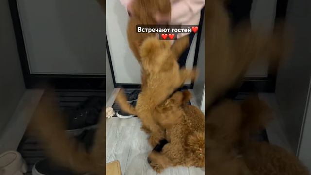 #мальтипу #собаки #пудель #cat #тойпудель #рекомендации #dog #топ #funny #cutedog смотреть онлайн