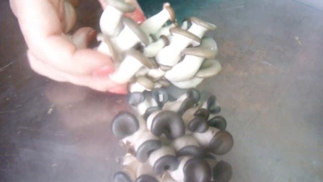 стадии роста грибов смотреть онлайн