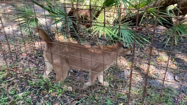 Big Cat Rescue Home Tour: Cyrus Caracal смотреть онлайн