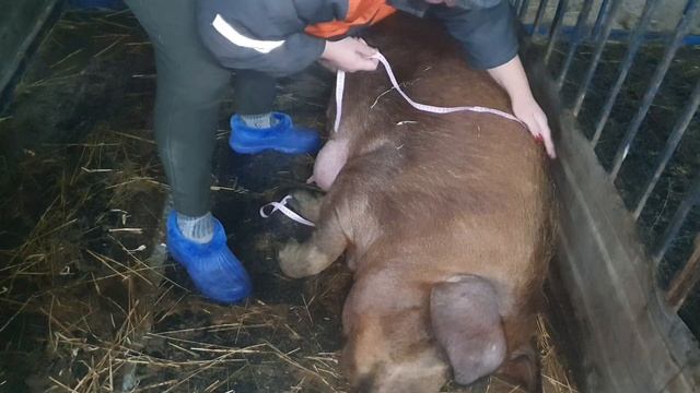 Взвешиваем поросят//Вес свиноматки//Свиньи//Поросята//Дюрок смотреть онлайн