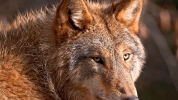 Песня про волков))) Вожак стаи.