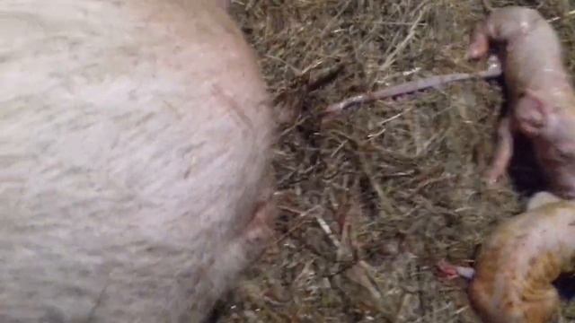 Опорос свиньи первородки. смотреть онлайн