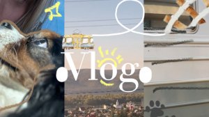 Влог: Забираю свою новую собаку! 🐾