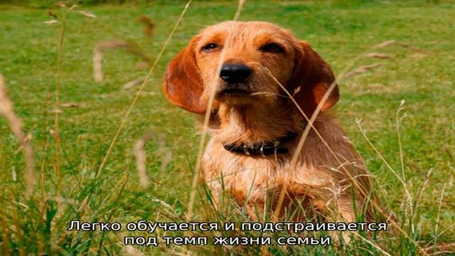 Рыжий бретонский бассет смотреть онлайн