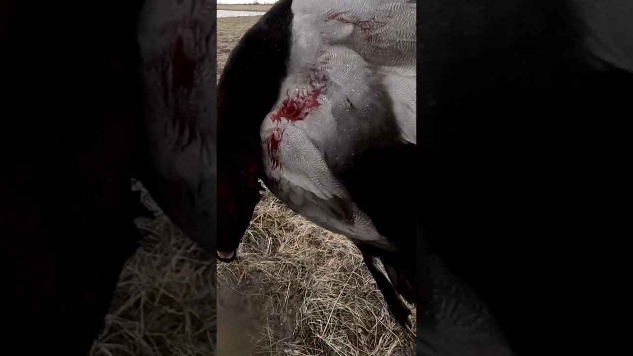 хороший трофей на утренней охоте на утку 2024 #hunting смотреть онлайн