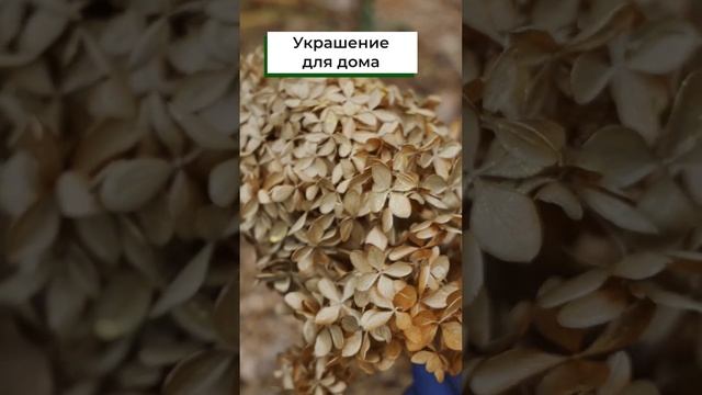 Сухие цветы гортензии для декора #shorts смотреть онлайн