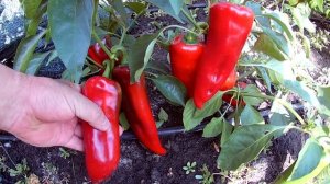 Ramiro pepper. Сладкий перец Рамиро