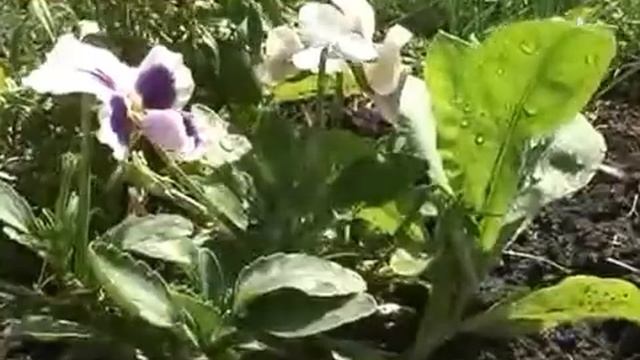 Отряды мэра смотреть онлайн