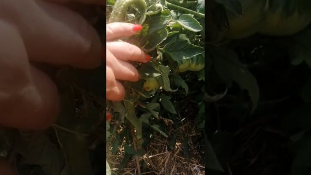 ТОМАТ ТАЙНА ЗЕЛЁНОЙ ЛИЧИНКИ 2022 Г ВАЦАП ДЛЯ ЗАКАЗА КАТАЛОГА 89152458159 ПИСЬМЕННО смотреть онлайн