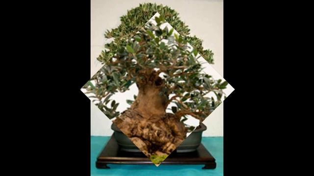 Bonsai Training Information - Olea europaea Olive tree, Black olive, Green olive, King-of-trees смотреть онлайн