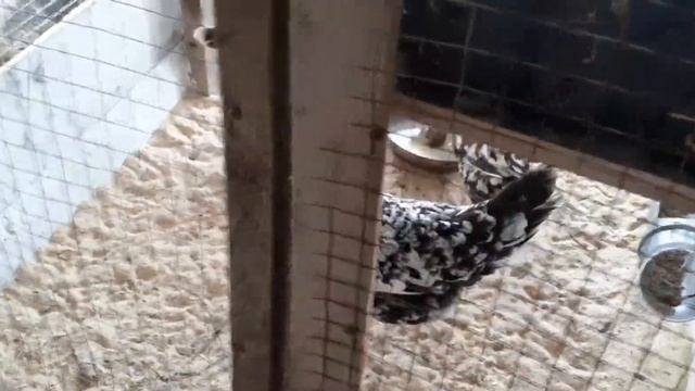 Польза сыворотки для кур...