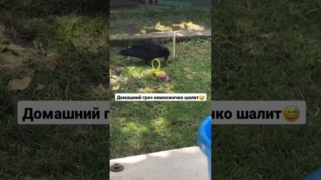 Ручной грач проводит день #грач #ворон #ворона #говорящий смотреть онлайн