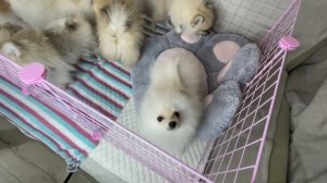 Щенки померанского шпица мини. Померанский мини шпиц мишка и лисичка. Купить шпица в питомнике.