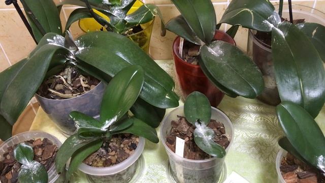 Орхидеи. Препарат Чистотел не для растений. Результат радует...... смотреть онлайн